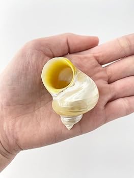 Amazon.co.jp: 【貝殻の問屋さん】キングチサザエ真珠磨き【約4